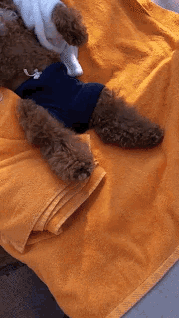 GD Start Up Kit - relaxing dog